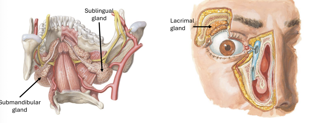 <p>lacrimal glands (tears)</p><p>salivary glands (not the parotid)</p>