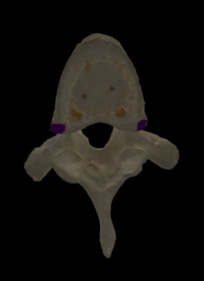 <p>ribben articuleren met dit van de bovenliggende wervel</p>