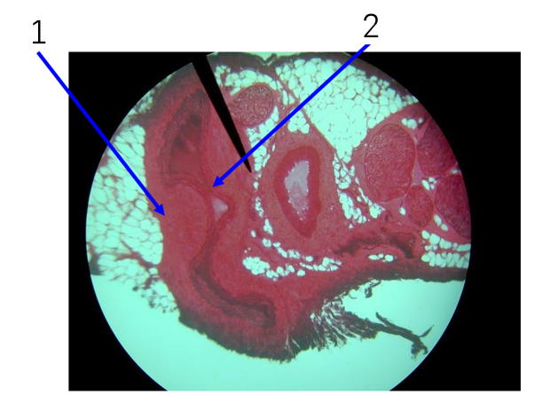 <p>Name number 2</p>