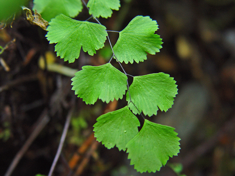 <p>California maidenhair fern</p>