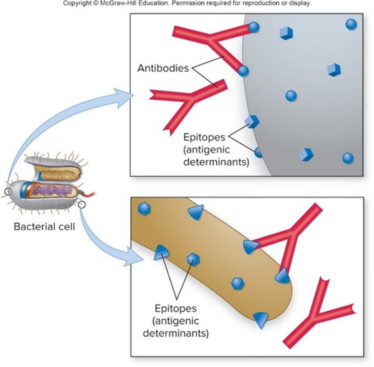 <p>It breaks down peptidoglycan in bacterial cell walls.</p>