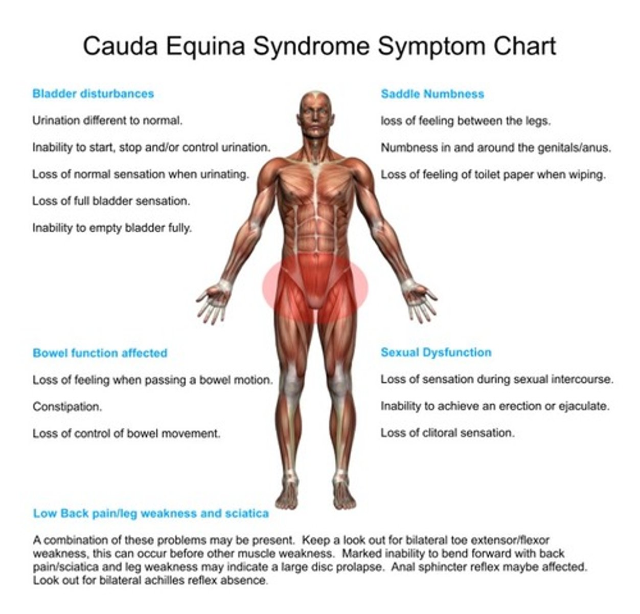 <p>Cauda equina</p>