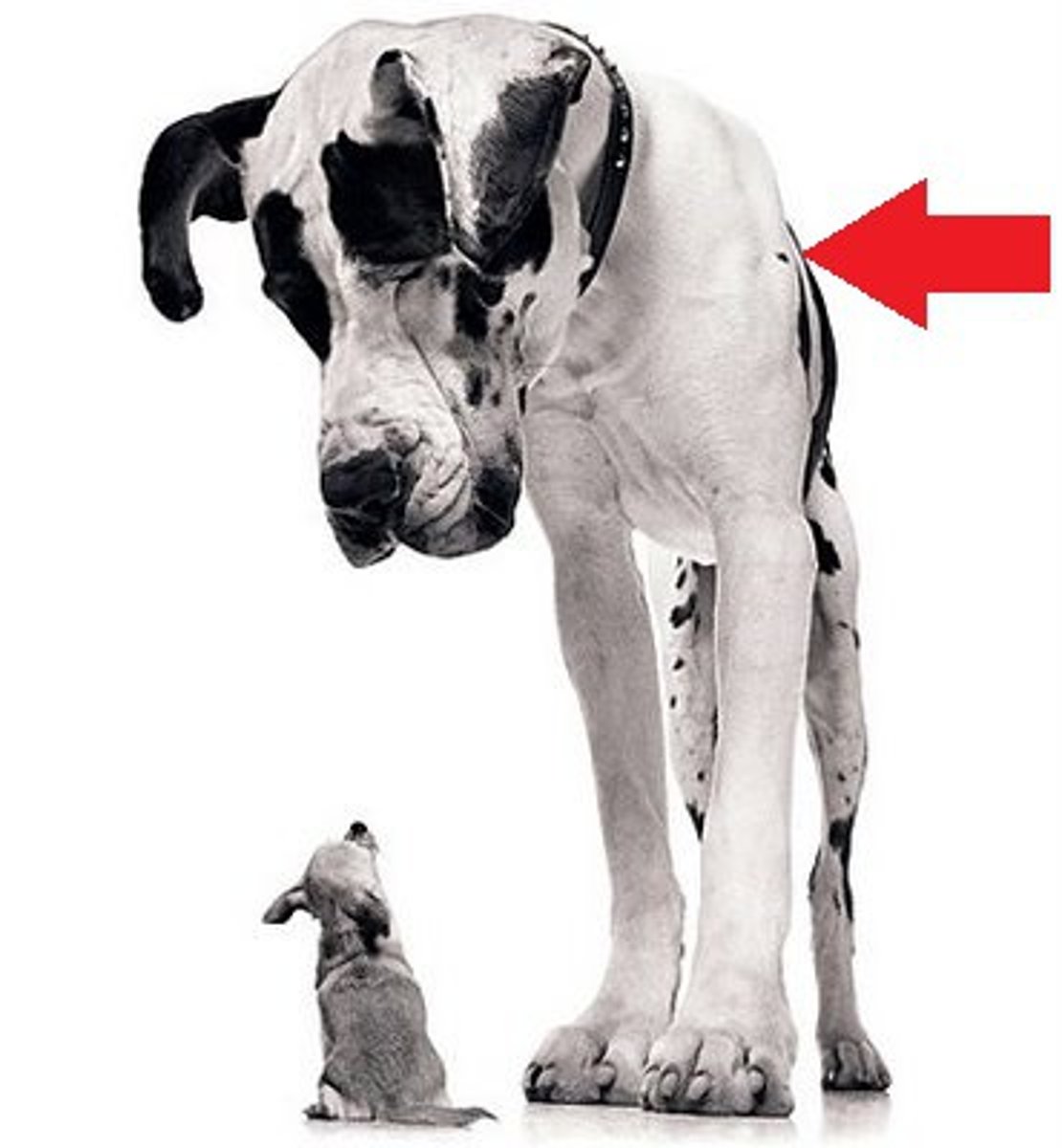 <p>big, large, great</p>