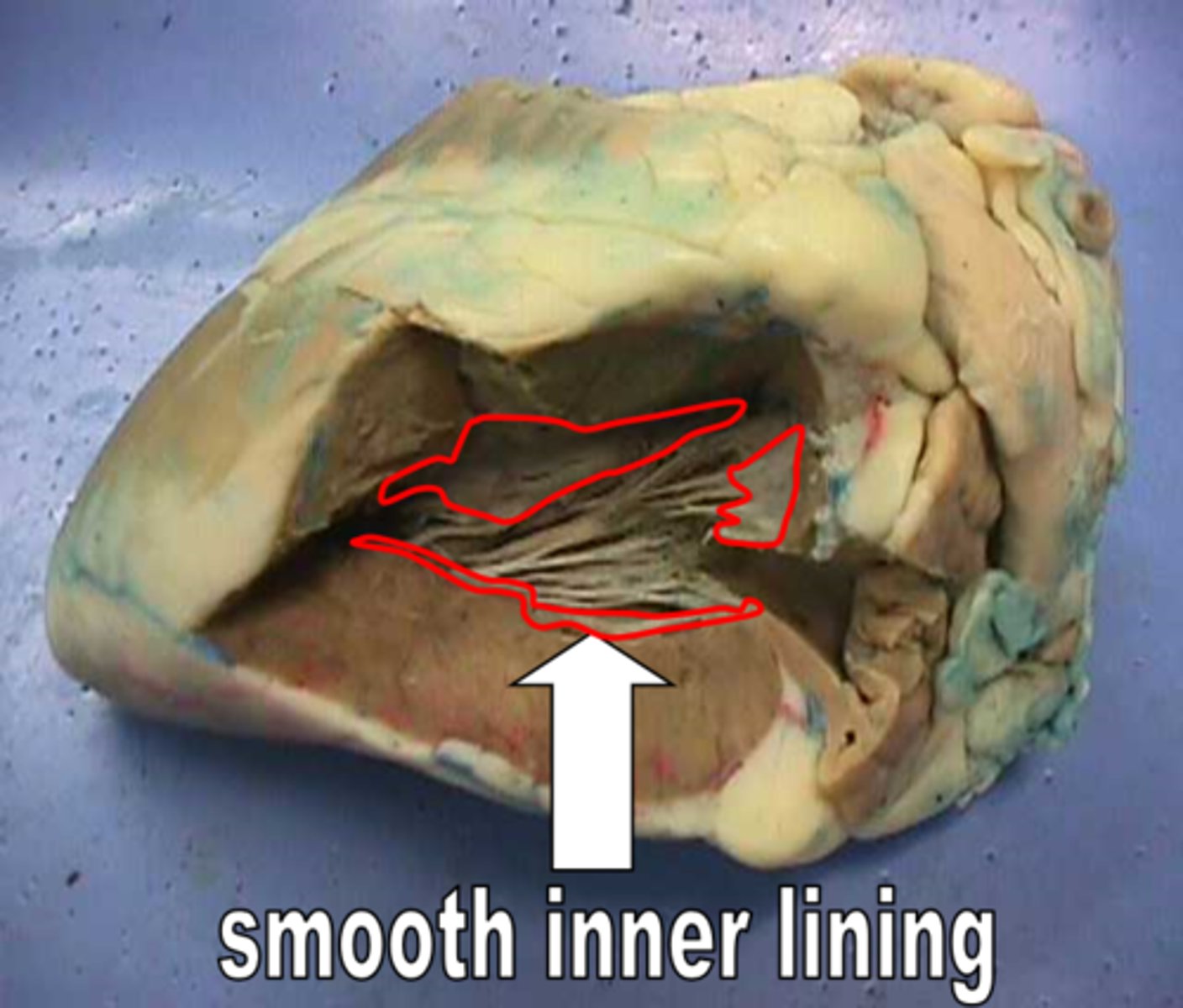 <p>Name this innermost layer.</p>