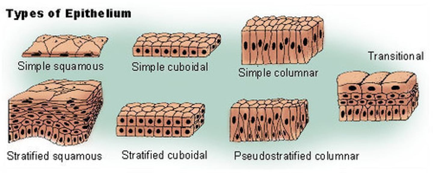 <p>a. simple squamous epithelium<br>b. simple cuboidal epithelium<br>c. simple columnar epithelium<br>d. stratified squamous epithelium<br>e. stratified cuboidal epithelium<br>f. stratified columnar epithelium<br>g. transitional epithelium<br>h. pseudostratified epithelium<br>i. glandular epithelium</p>