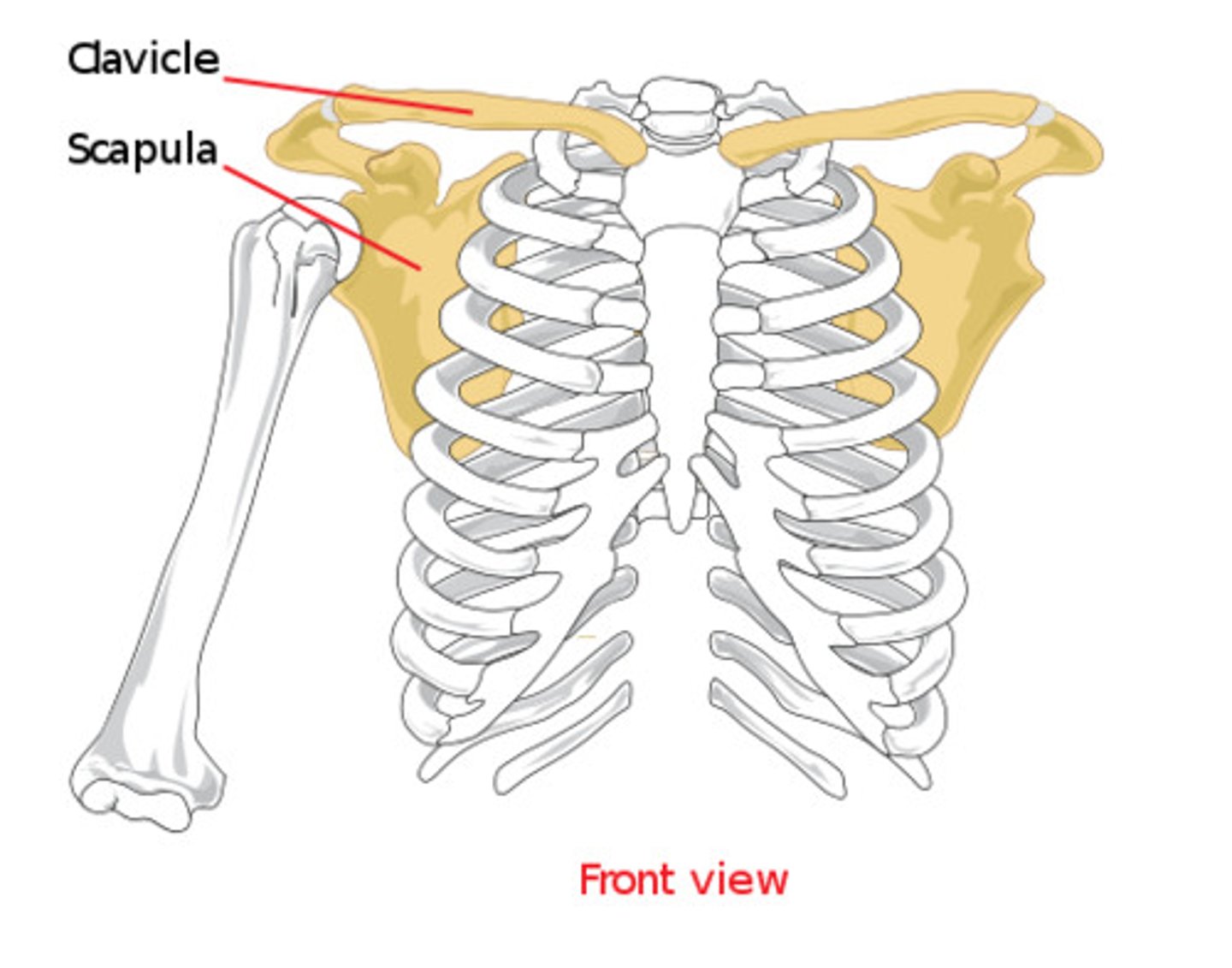 <p>3 bones come together allowing arm to move: clavicle (collar bone), scapula (shoulder glade), and humerus</p>