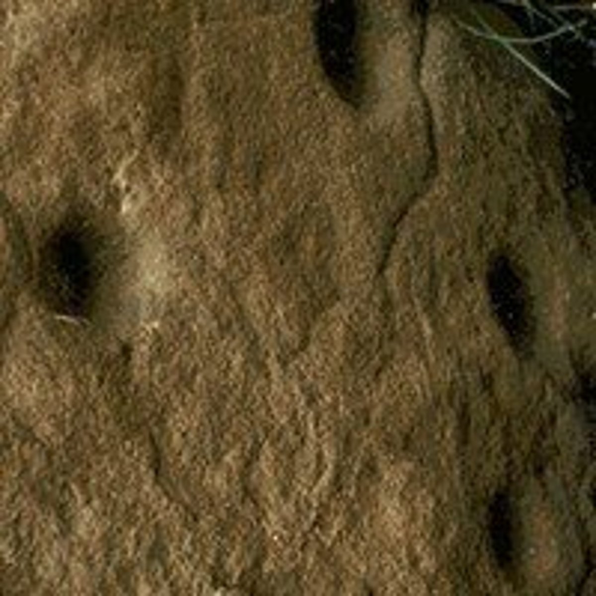 <p>These are round and concave indentions carved into a rock surface by Paleolithic humans. No one is sure of their function.</p>