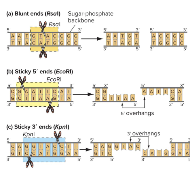 <p>Blunt ends: cuts are straight through both DNA strands at the line of symmetry</p><p>Sticky ends: cuts are displaced equally on either side of line of symmetry</p><ul><li><p>Ends have either 5’ overhangs or 3’ overhands</p></li></ul><p></p>