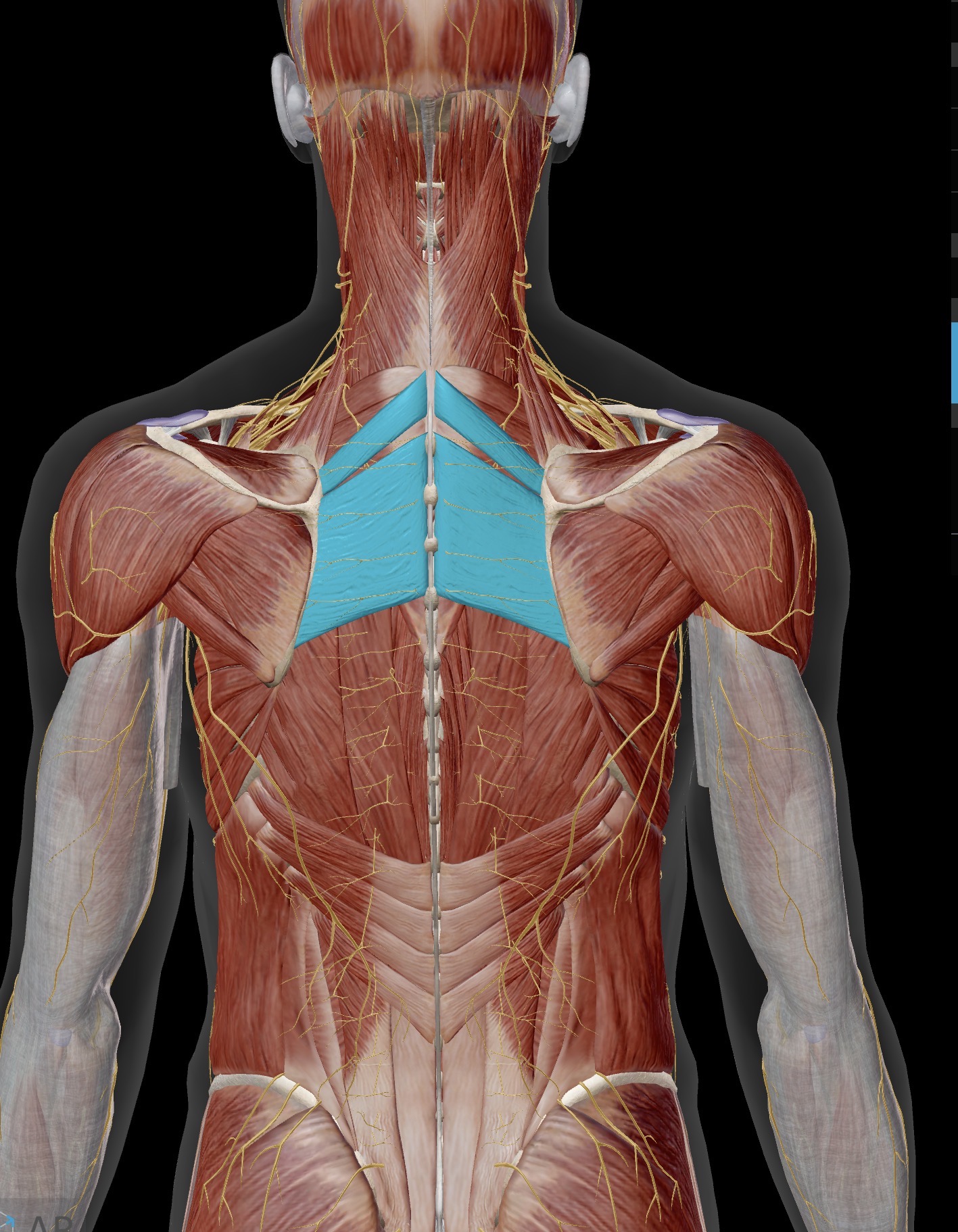 <p>Name the muscle and corresponding letter ( O = origin, I = insertion, A = actions, IN = innervation)</p><p>O</p><p>I</p><p>A</p><p>IN</p>