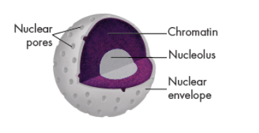 <ul><li><p><u>The Main Office - the control center of the cell.</u></p></li><li><p>The nucleus contains nearly all the cell’s DNA and, with it, the coded instructions for making proteins and other important molecules.</p></li></ul><p></p>