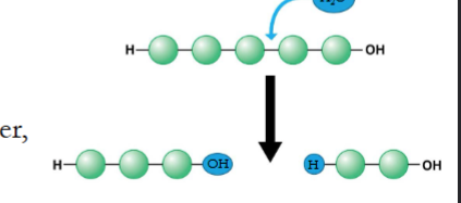 <p>What happens in hydrolysis? (hint; -lysis is to break, like hemolysis) </p>