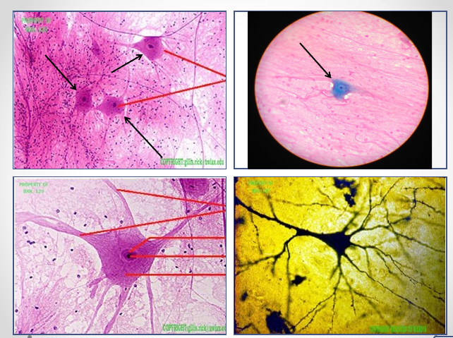 <p>Identify this tissue</p>