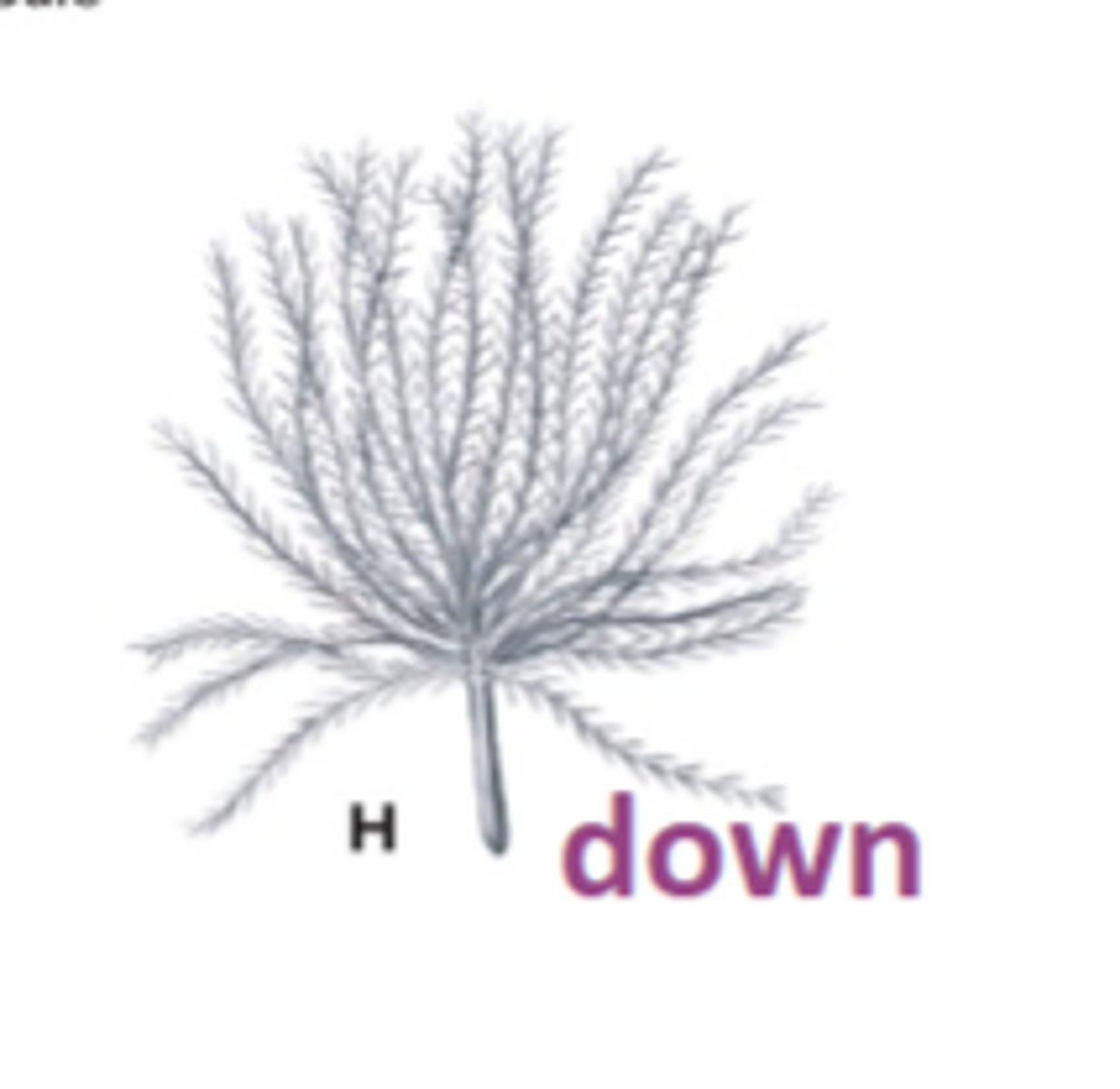 <p>feathers with no prominent rachis and no hooks on barbules, conserve heat</p>