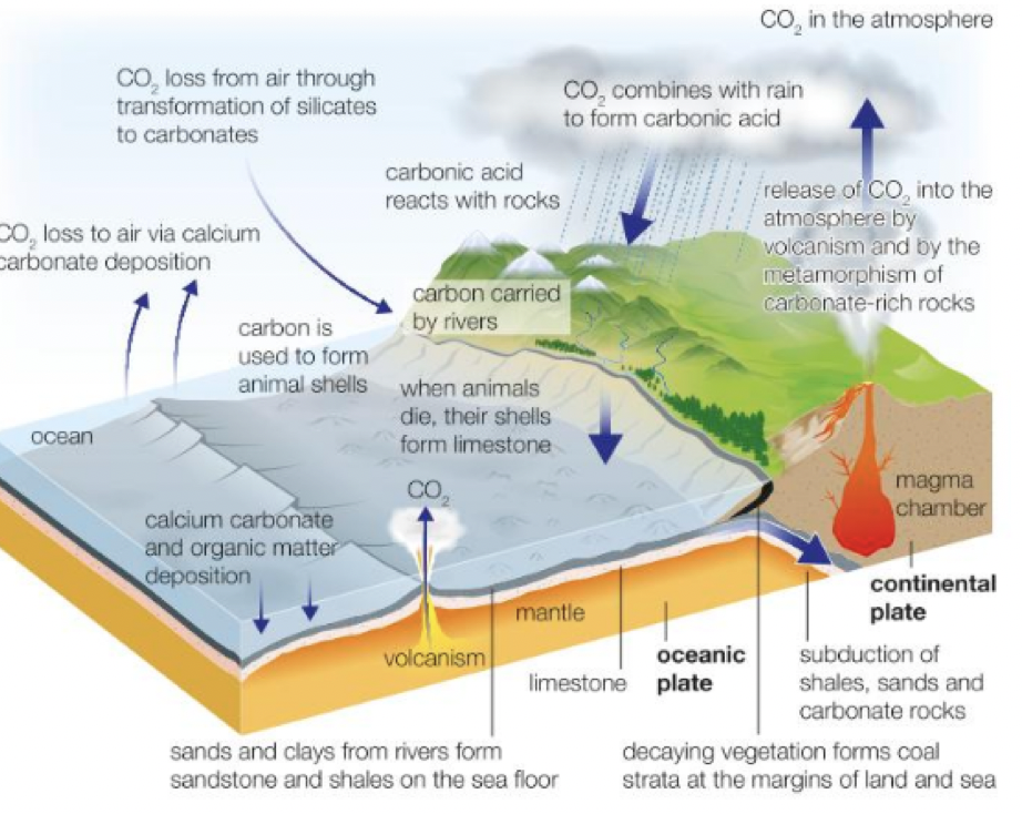 <p>three forms of carbon:</p><ul><li><p><strong>inorganic</strong>- found in rocks was bicarbonates and carbonates </p></li><li><p><strong>organic-</strong> found in plant material and living organisms </p></li><li><p><strong>gaseous-</strong> found as CO2 and CH4 (methane) </p></li></ul><p></p>