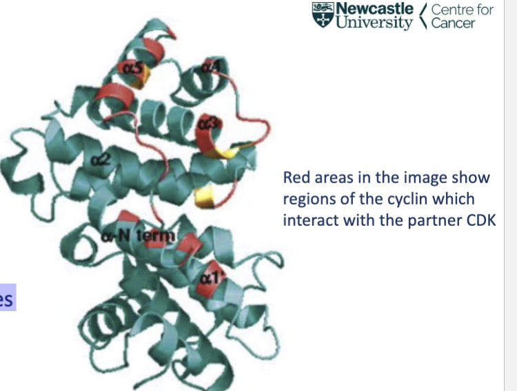 <p>30-95 kDa- 29 human cyclins </p><p>defined by the cyclin box</p><p>A 100 amino acid sequence that assembles as a 5 ∂-helix stack</p><ul><li><p>The cyclin box is important for making contacts with the partner CDK</p></li></ul><p></p>
