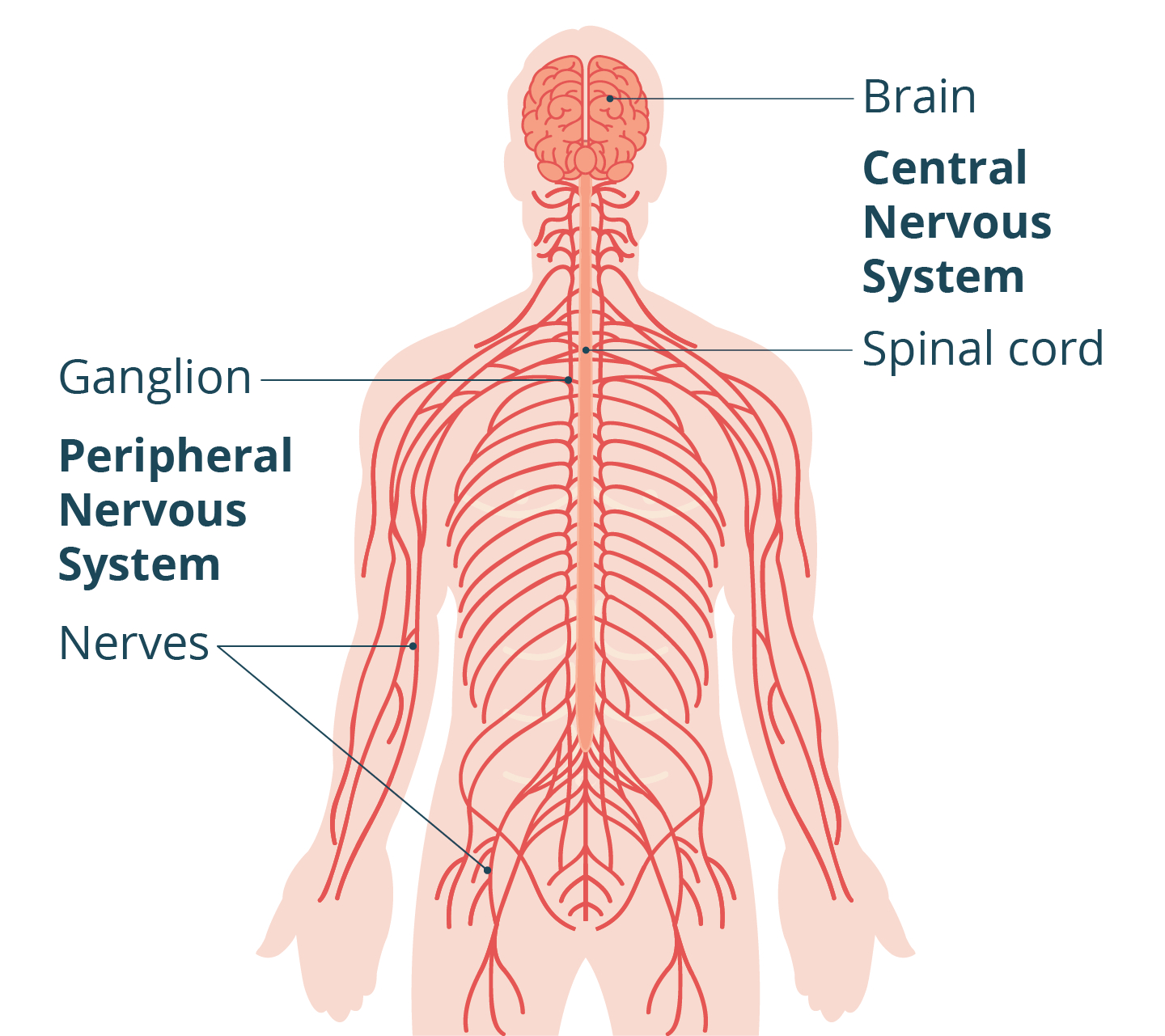 <p>To receive information from sensory organs, muscles and internal tissues and transmit it to tissues, organs and muscles throughout the body. Sends controls from the CNS.</p>