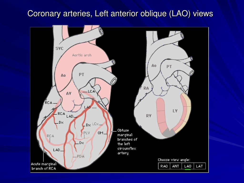 <p>Right atrium and right ventricle. </p>