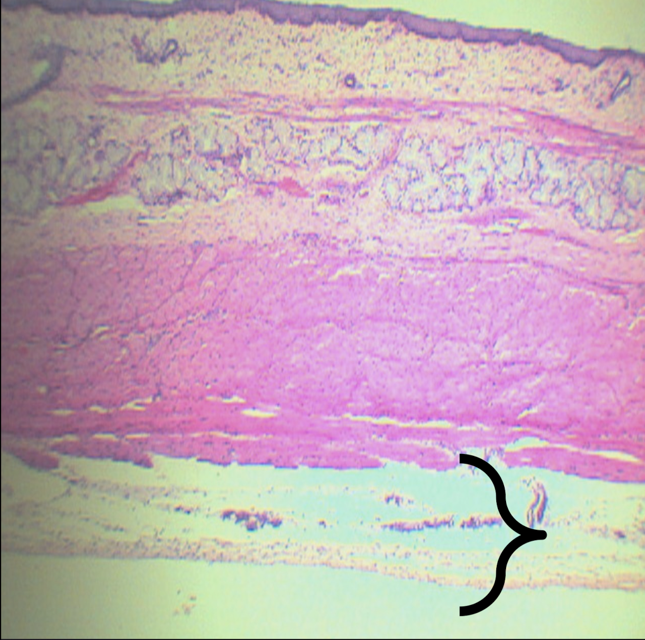 <p>Identify the structure, its arrangement, and contents found in it (2)</p>