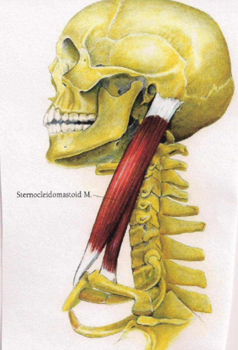 <p>Sternocleidomastoid Insertion</p>