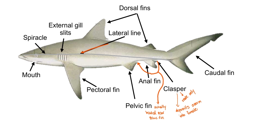 <p>steering; maintains dorsal-ventral orientation</p>