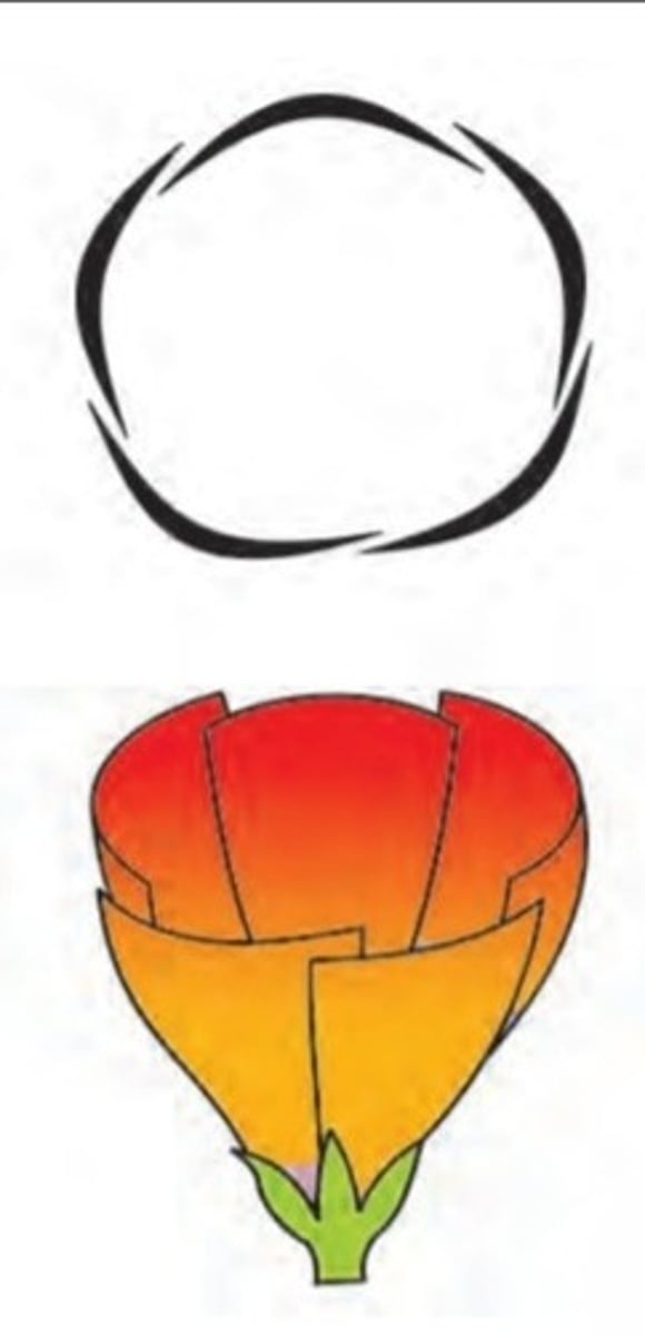 <p>Cassia, Gulmohar</p>