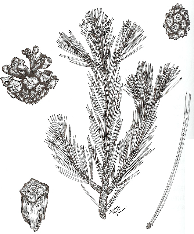<p>2 needles, large seeded cones, woody\</p>