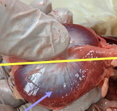 <ul><li><p>muscular organ responsible for grinding feed</p></li><li><p>ingested rocks and pebbles lodge here where they function similarly to teeth</p></li></ul>