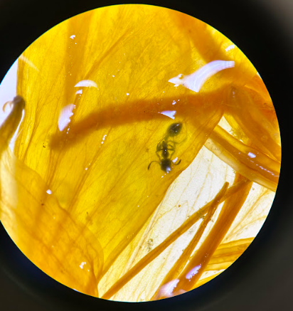 <p>Onagraceae</p><p><em>Oenothera</em></p>