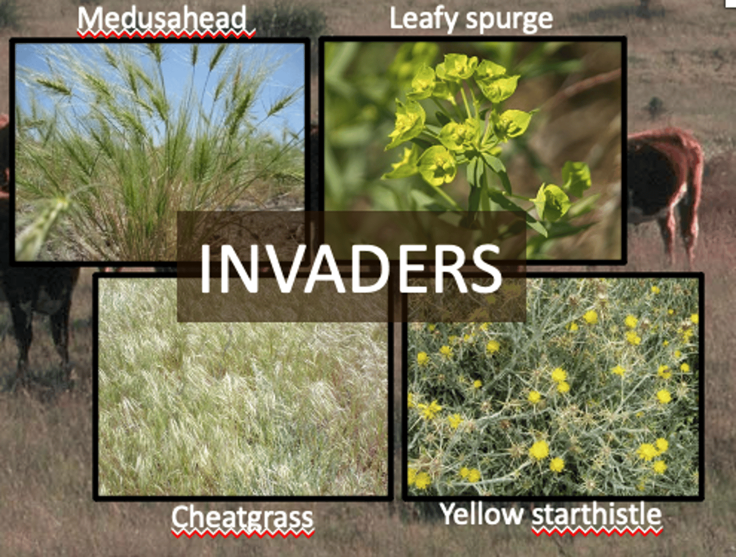 <p>grasses that are extremely invasive in a non-native ecosystem because they are UNpalatable to native grazers</p>