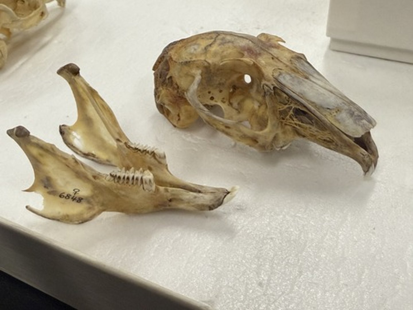 <p>Genus, species</p><p>-broad, triangular</p>