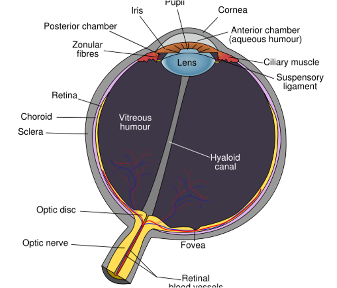 <p>retina</p><p>optic nerve (CN 2)</p>