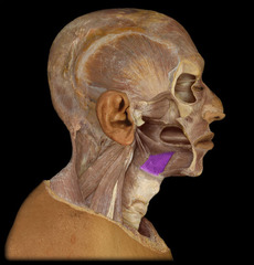 depresses and retracts tongue
- mastication
