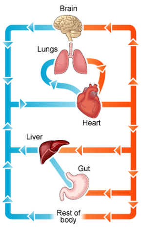 <p>the structure includes arteries carrying oxygenated blood from the heart to organs, veins returning deoxygenated blood to the heart, and capillaries facilitating nutrient exchange in tissues.</p>