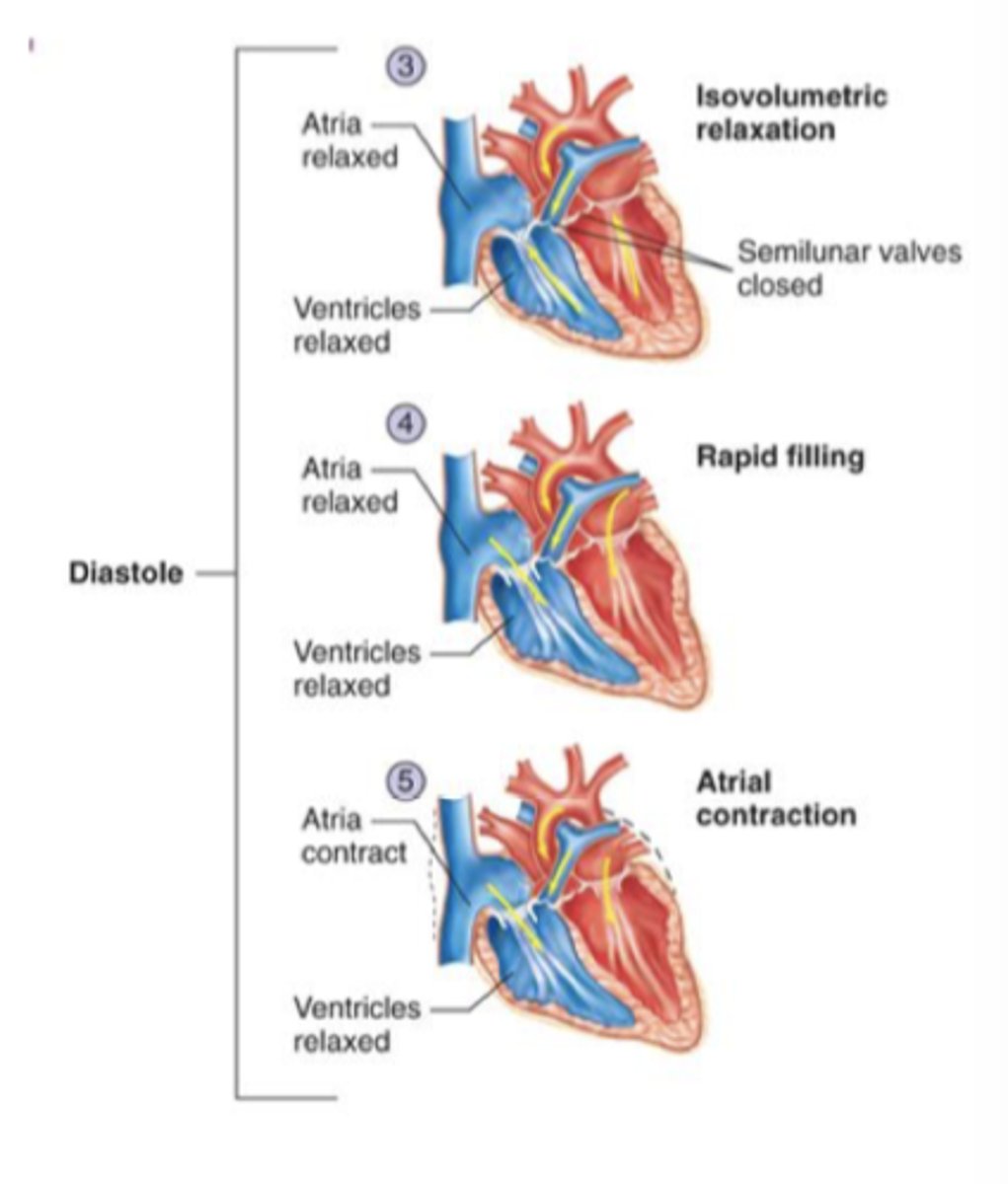 <p>Relaxation of the heart</p><p>- filling of blood</p><p>Events:</p><p>1. Isovolumetric relaxation</p><p>2. Rapid filling</p><p>3. Atrial contraction</p>