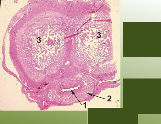 <p>label the structures on the human penis slide.</p>