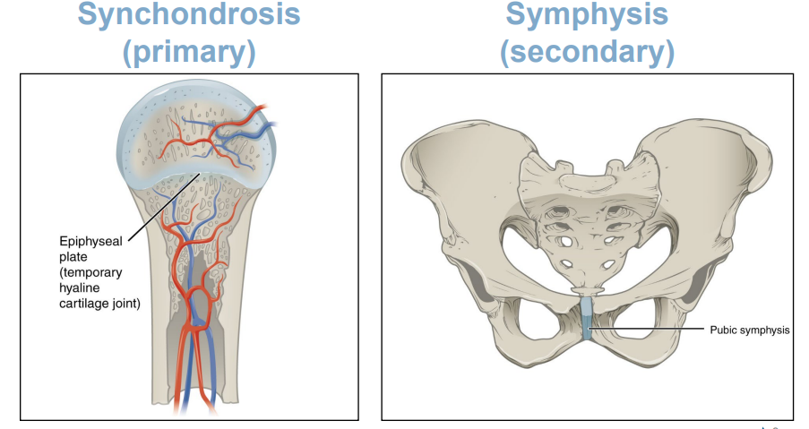 <ul><li><p>Synchondrosis (primary)</p></li><li><p>Symphysis (secondary)</p></li></ul>