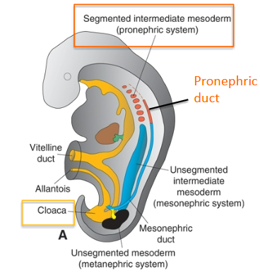 <p><span>Pronephros</span></p><ul><li><p><mark data-color="yellow" style="background-color: yellow; color: inherit;"><span>non-functional excretory tubules:</span></mark><span> </span><strong><span>no glomerul</span></strong><span>i &amp; </span><strong><span>no</span><br><span>connection w/ pronephric duct</span></strong></p></li></ul><div data-type="horizontalRule"><hr></div><p><span>Pronephric duct</span></p><ul><li><p><span>collecting duct runs caudally and opens into anterior portion of </span><strong><span>cloaca </span></strong><span>at the end of 4th week</span></p></li><li><p><strong><span>becomes mesonephric duct</span></strong></p></li><li><p><span>plays essential part as</span><strong><span> inductor of mesonephos</span></strong></p></li></ul><p></p>