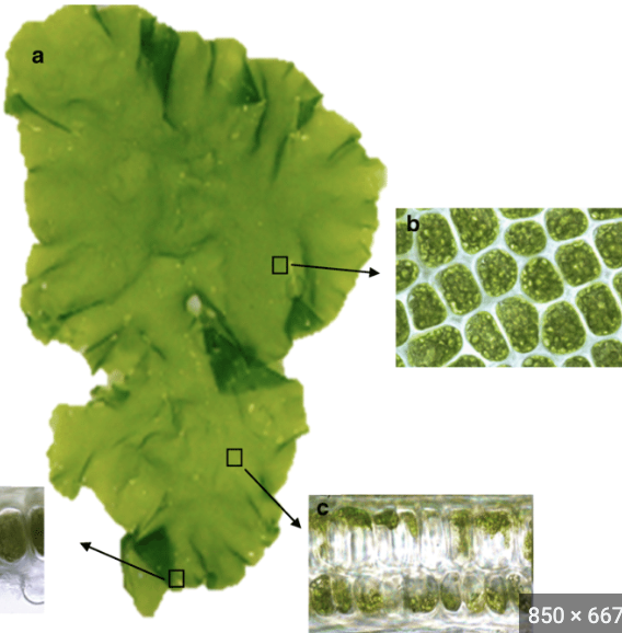 <p>thin sheet like</p><p>cells are square and regularly arranged</p>