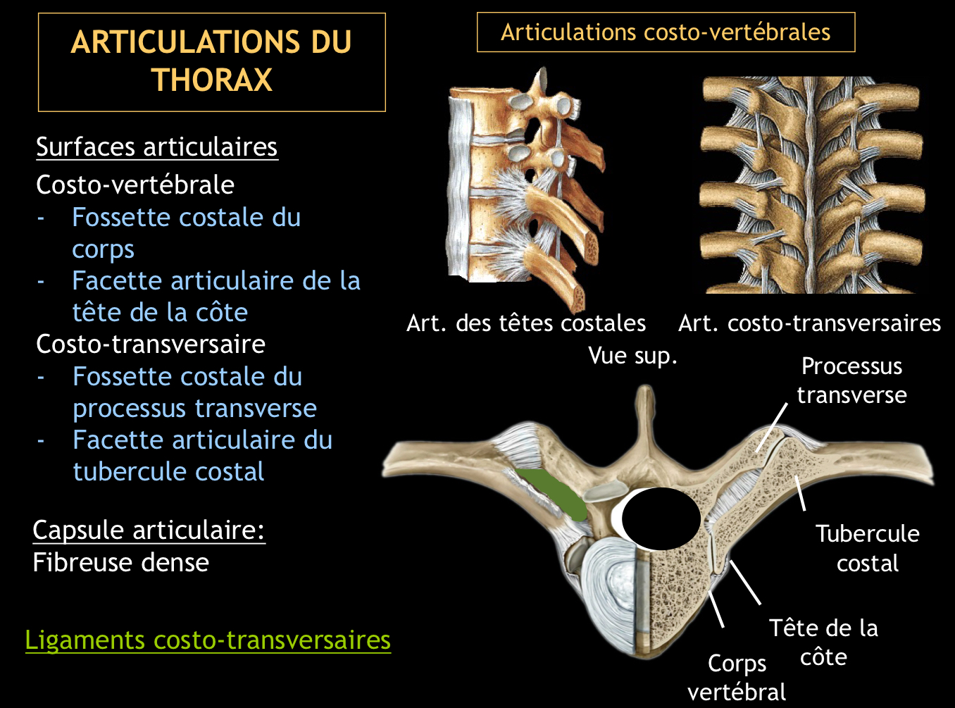 <p>Elles sont renforcées par une capsule articulaire fibreuse dense et les ligaments costo-vertébraux</p>