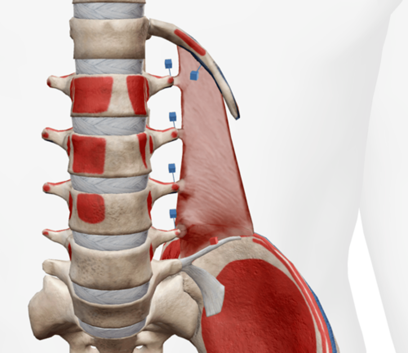 <p>inferior border of the 12th rib and transverse processes of L1-L4</p>