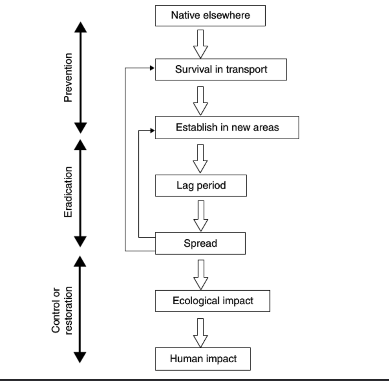 <p>Before the species establishes, preventative measures are used to make sure it doesn’t get the chance to. If it establishes, you attempt to eradicate it. If it hits the point where there is ecological damage, the species is too established and must be controlled</p>