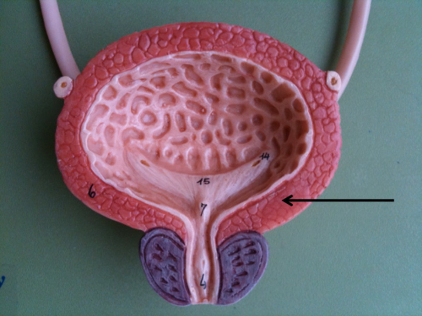 <p>compresses the urinary bladder and expels urine through the urethra.</p>