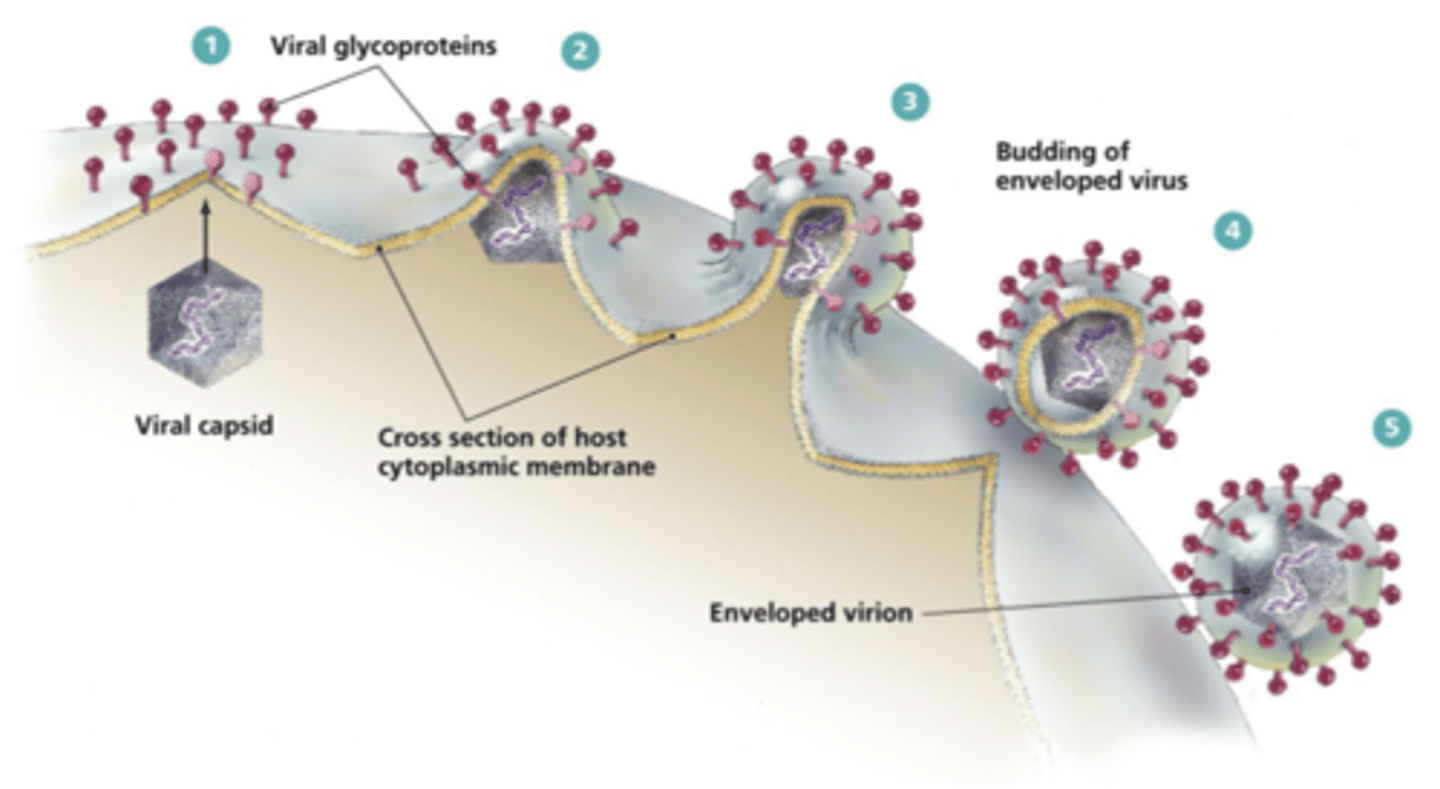 <p>Viral shedding or budding</p>