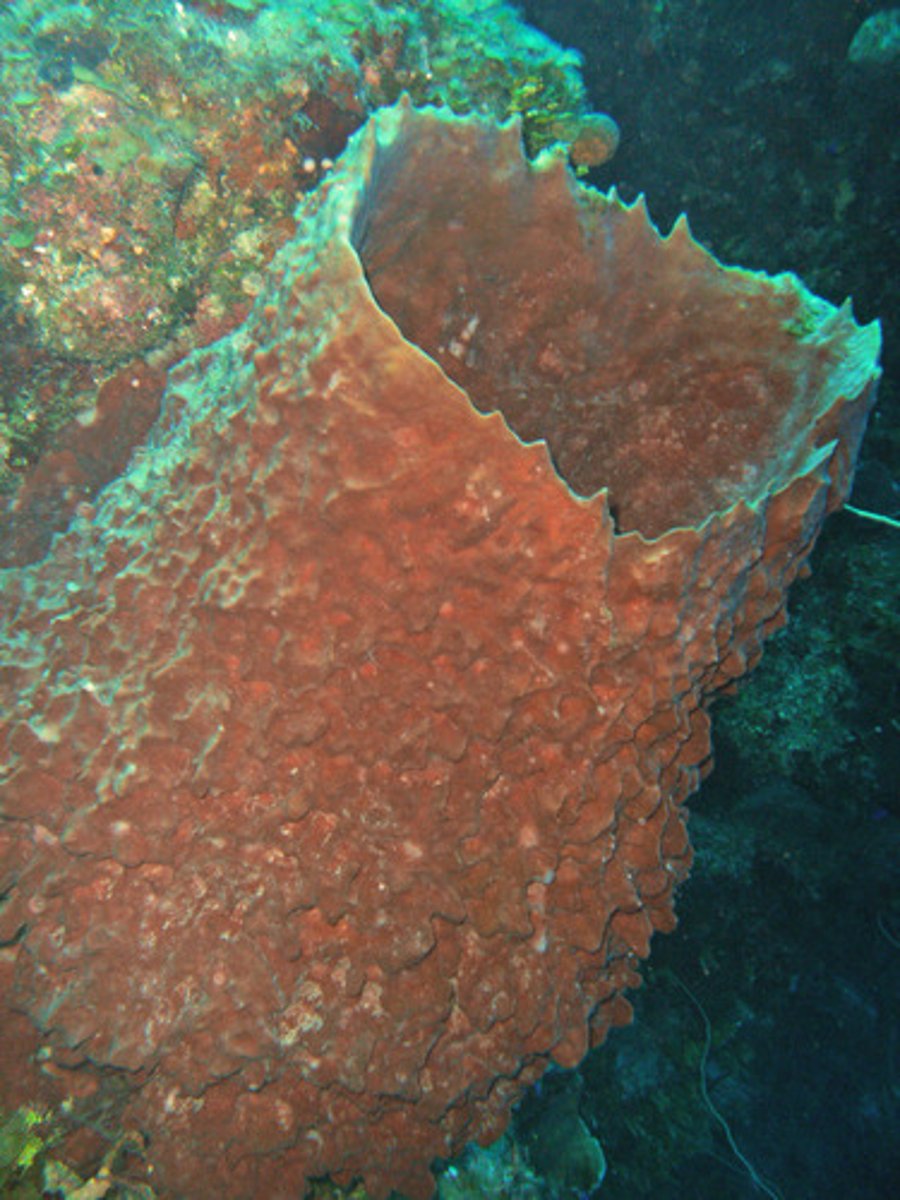 <p>Holes through which a sponge draws water into its body</p>