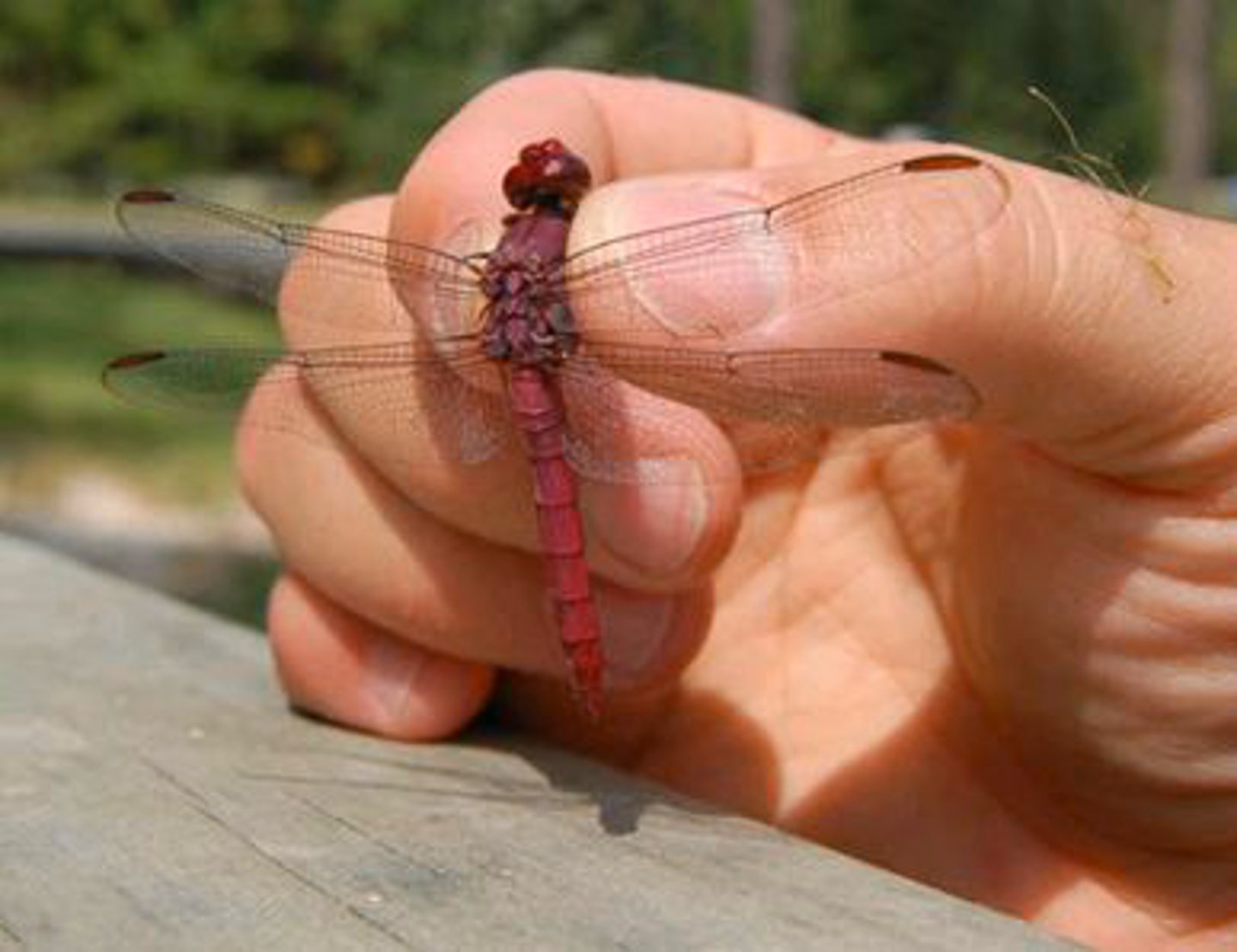 <p>Identify the insect shown:</p>