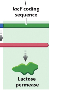 <p>the gene for lactose permease, which transports lactose from the external medium into the cell</p>