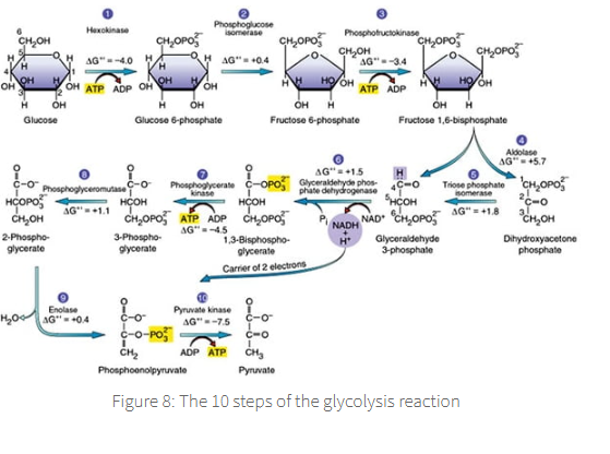 <p><span><span>Glycolysis</span></span><strong> </strong><span><span>is the anaerobic breakdown of glucose into 2 molecules of pyruvate, generating, by this process alone, energy to the cell in the form of 2 ATP, 2 NADH, and 2 pyruvates per molecule of glucose.</span></span></p>