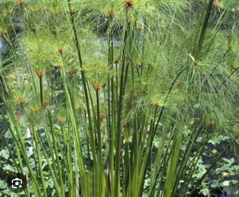 <p>Plant that was used to create paper. Papyrus paper was light, flexible, and easy to store making it ideal for record-keeping, cultural preservation, writing, and drawings. Low humidity and dry Egyptian climate allowed papyrus to survive for long time. Preserved all the works allowing us to see the past. Was exported through trade and cultural exchange because of Nile River.</p>