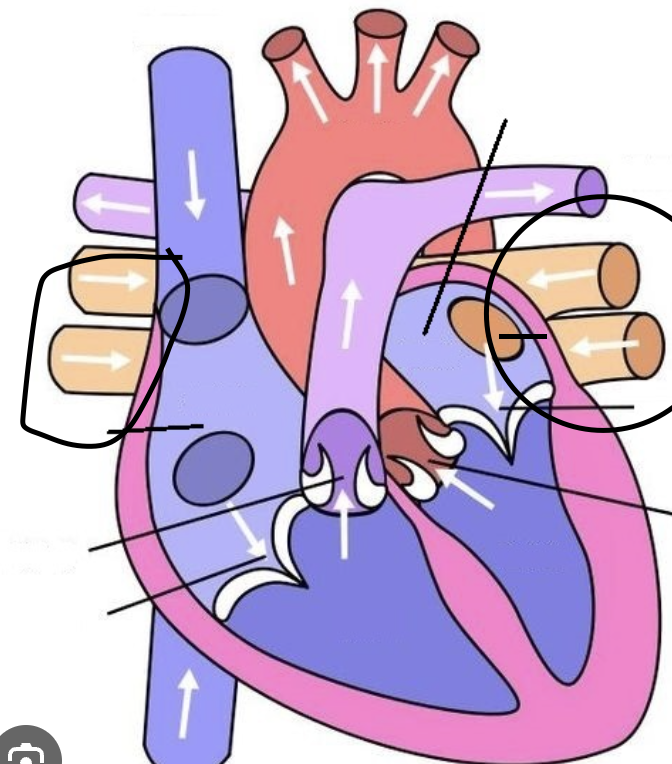 <p><span>One of two pairs of vessels carrying oxygenated blood from the lungs to the heart</span></p>