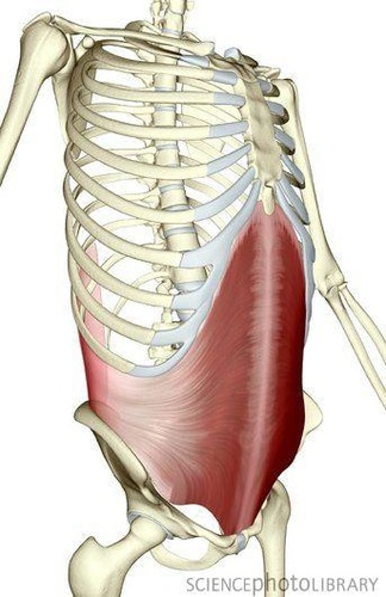 <p>compression abdomen wall and viscera</p>